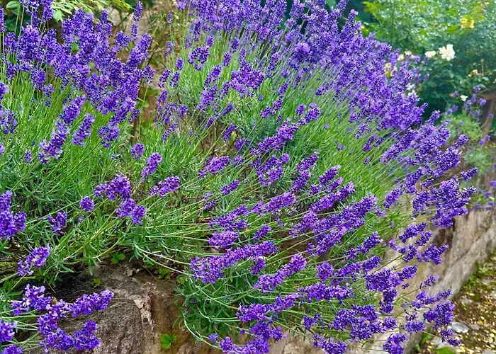 Cosy Historic Brewery With Beautiful Outdoor Space *